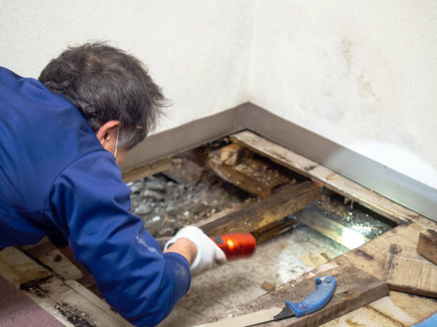 St Albans, WV Mold Removal Company