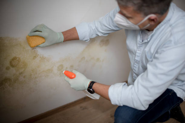 Best Attic Mold Removal  in St Albans, WV