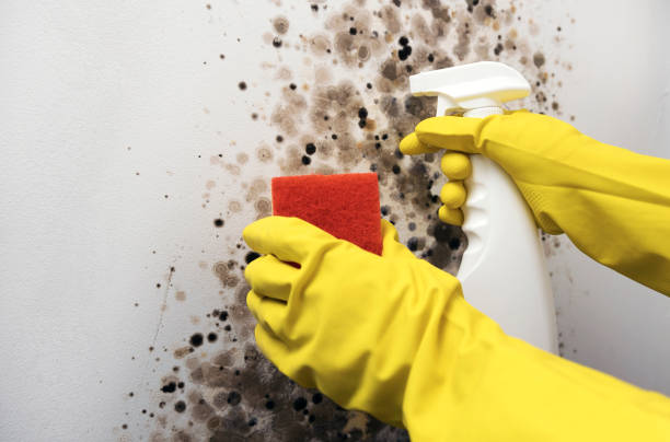 Best Certified Mold Removal  in St Albans, WV