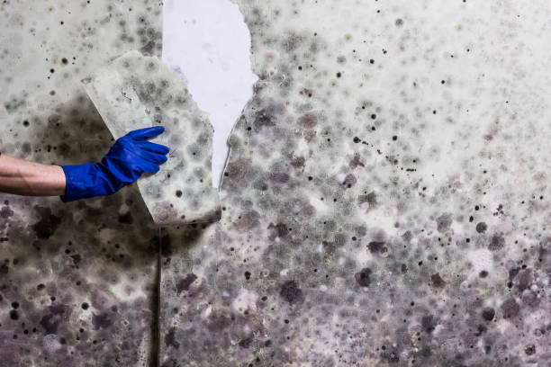 Best Fast Mold Removal  in St Albans, WV